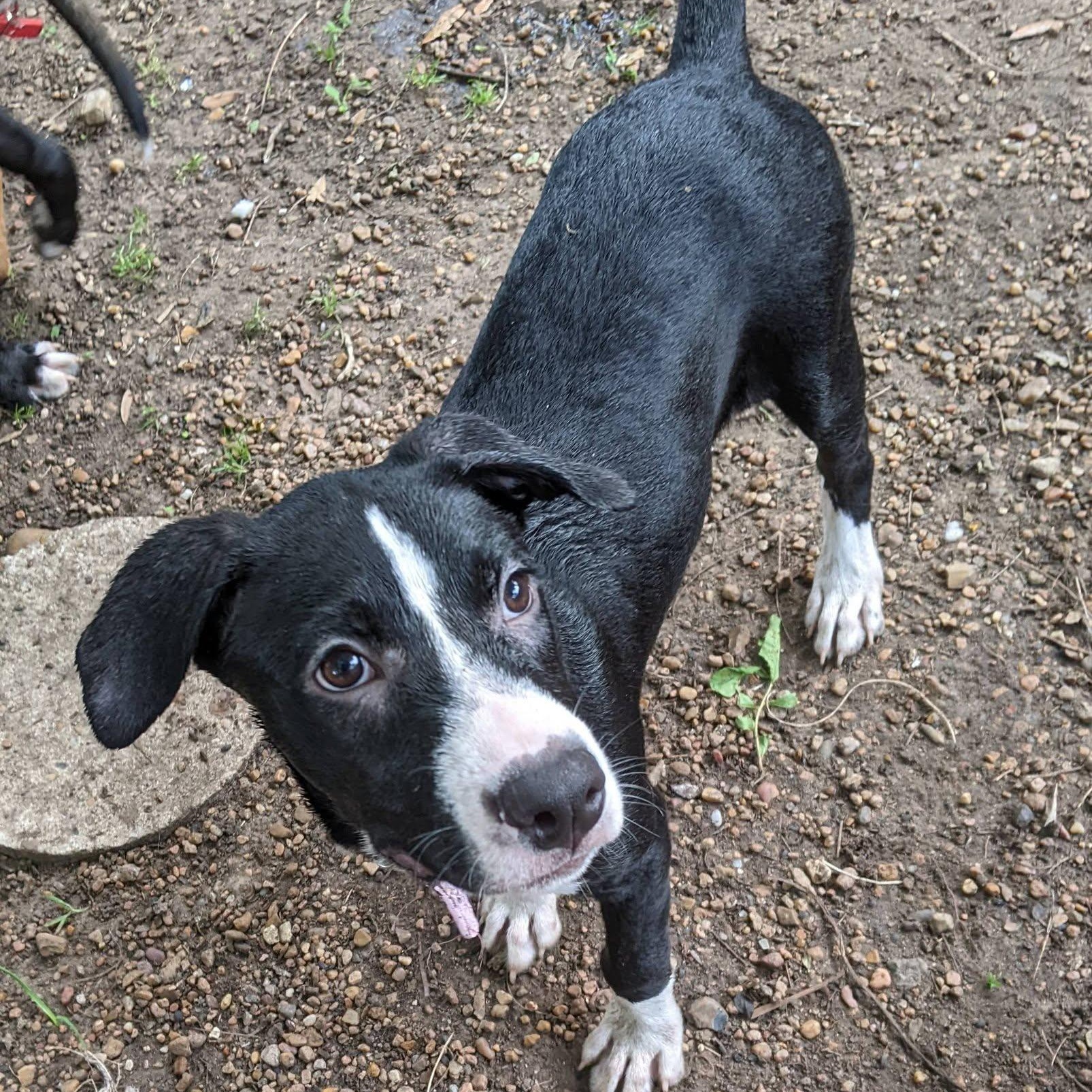 Enlarge Dagger, a Adoptable mixed breed in Cherry Hill Township , NJ image 4/6