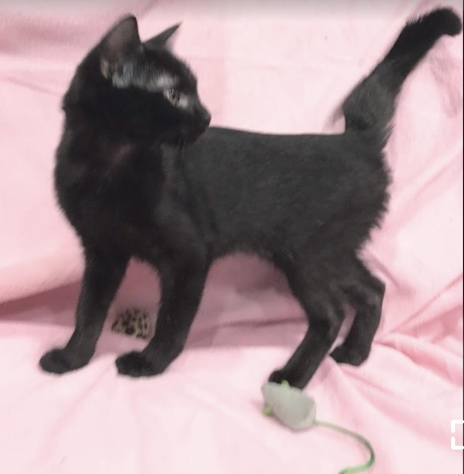 Saffron, Adult Female Domestic Short Hair
