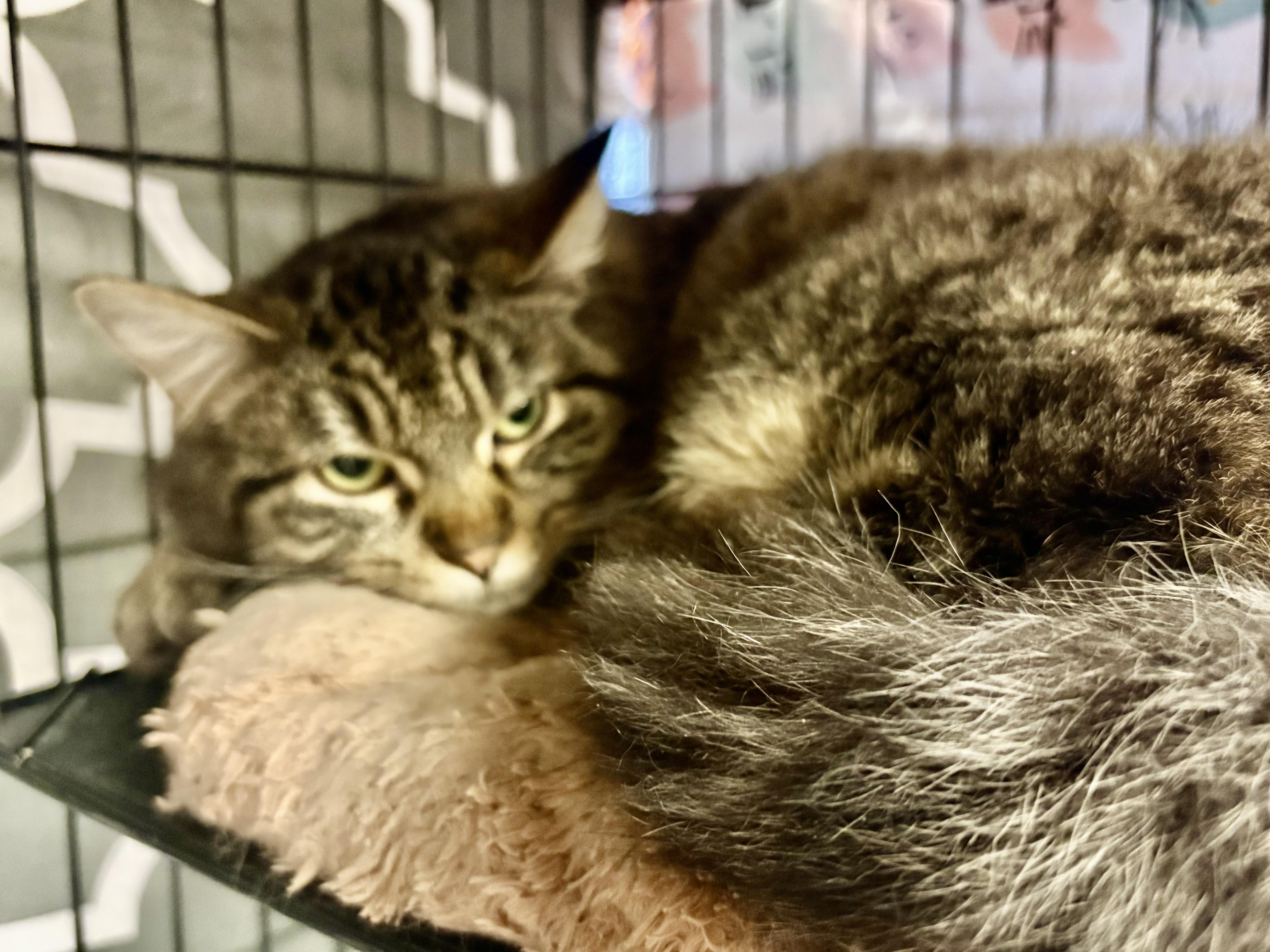 Thunder, adoptable, Young Female Domestic Medium Hair.