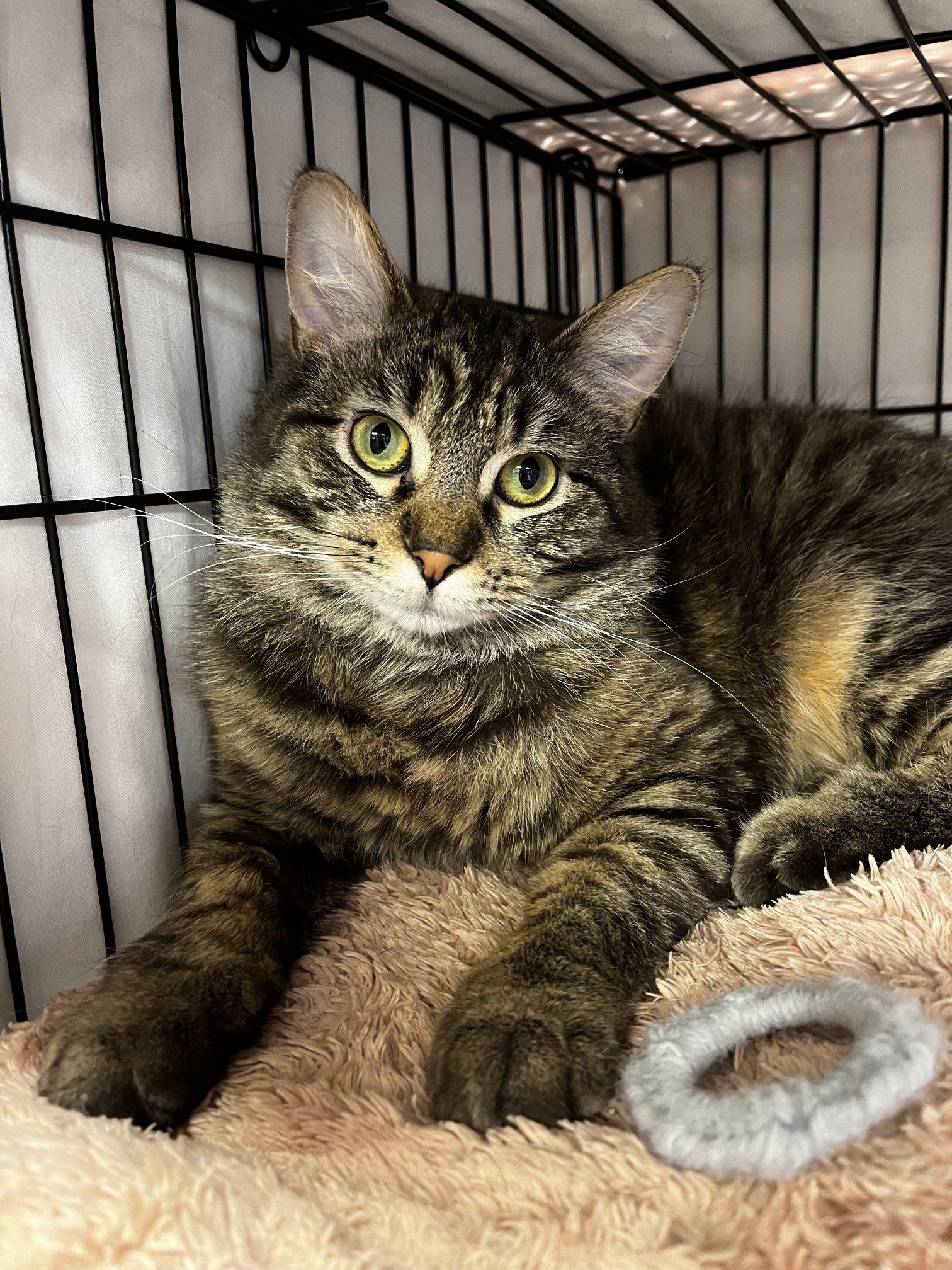 Thunder, adoptable, Young Female Domestic Medium Hair.