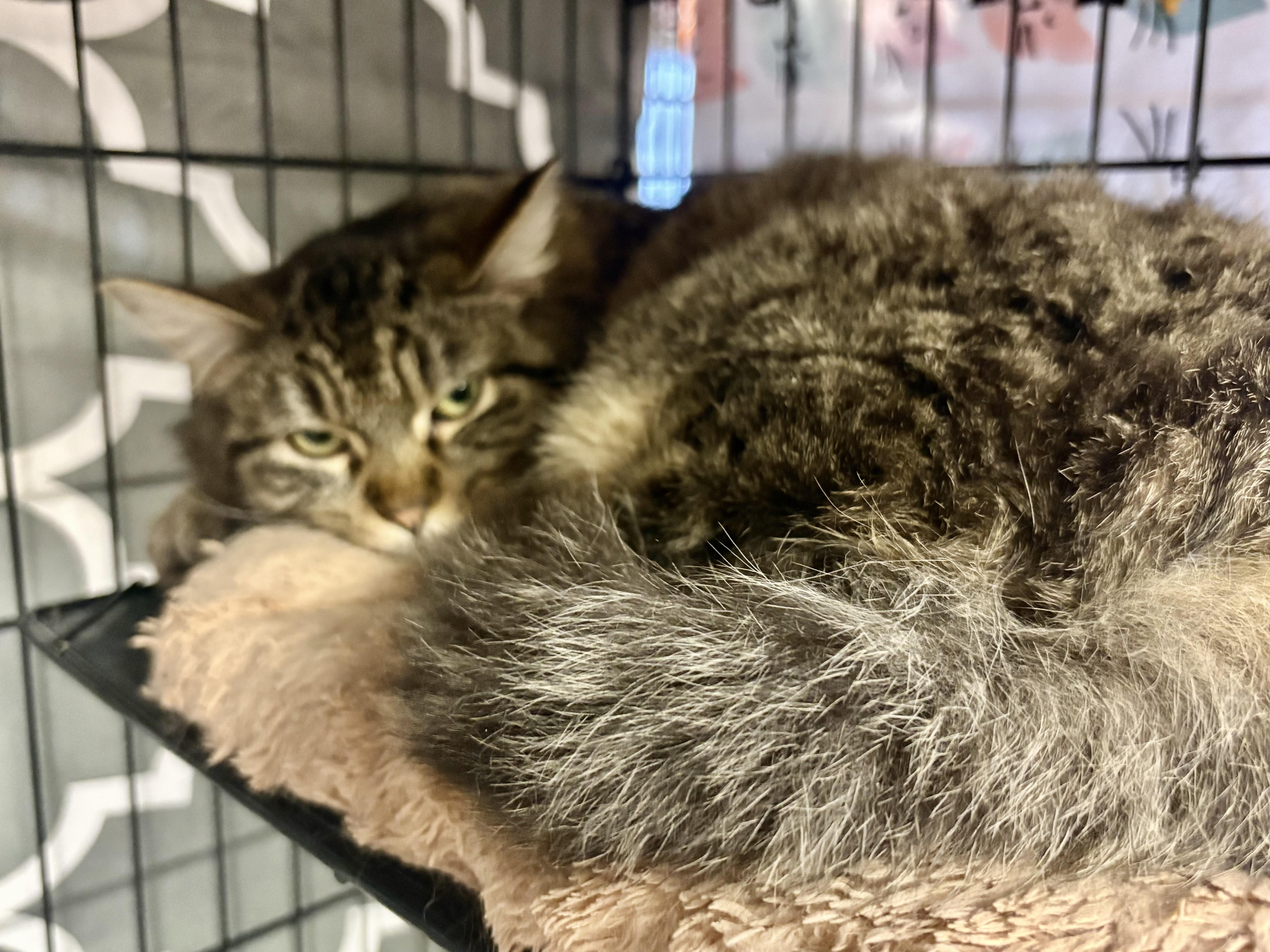 Thunder, an adoptable Domestic Medium Hair in Hamburg, NY image 2/2