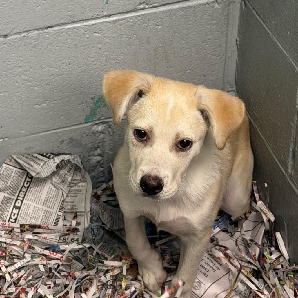 Nala, Adoptable, Young Female Mixed Breed.