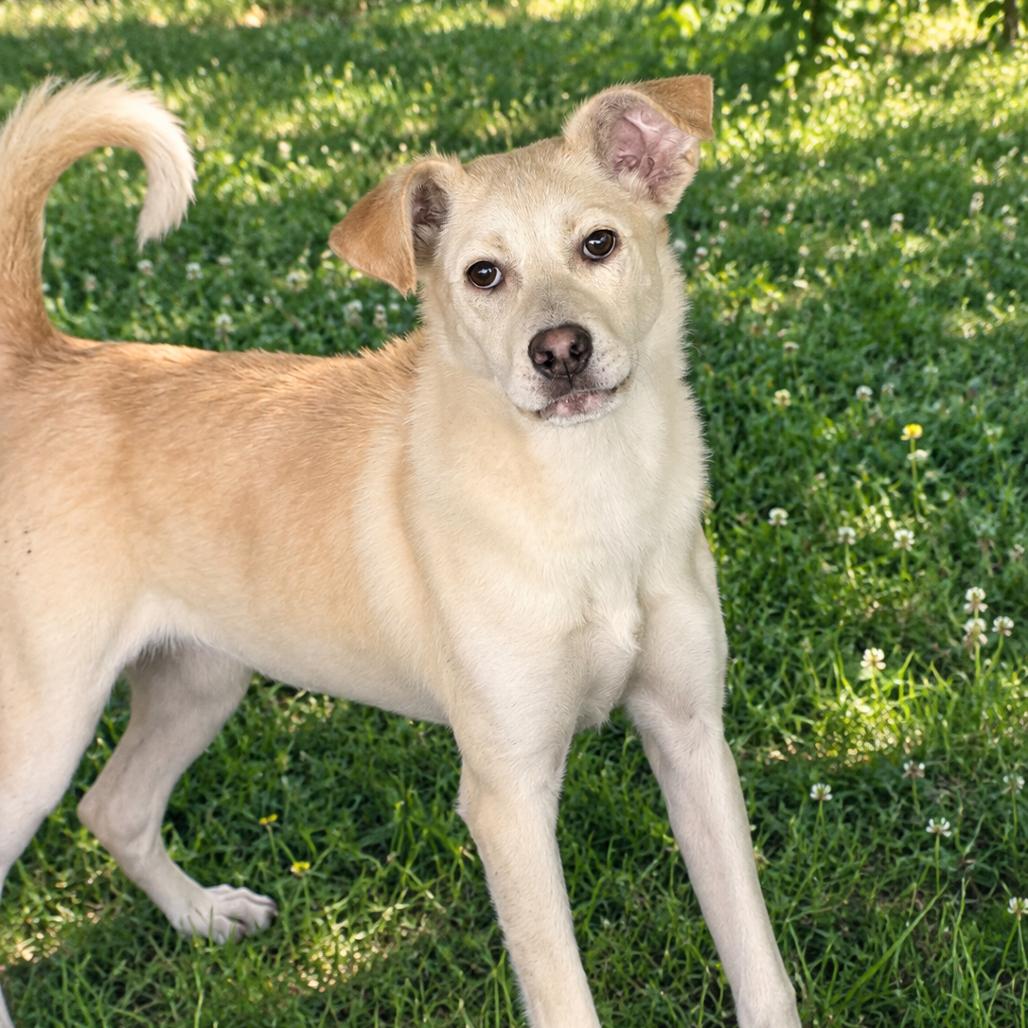 Enlarge Nala, a Adoptable Mixed Breed in Blairsville, GA image 2/3