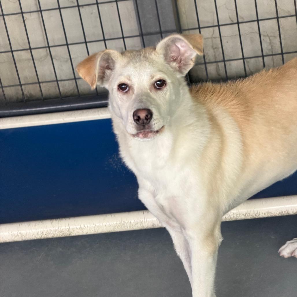 Enlarge Nala, a Adoptable Mixed Breed in Blairsville, GA image 3/3
