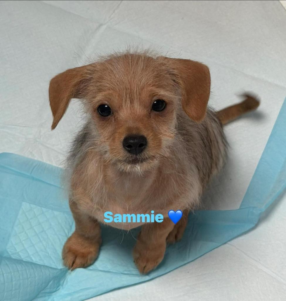 Sammie $600, Adoptable, Puppy Male Dachshund & Chihuahua.