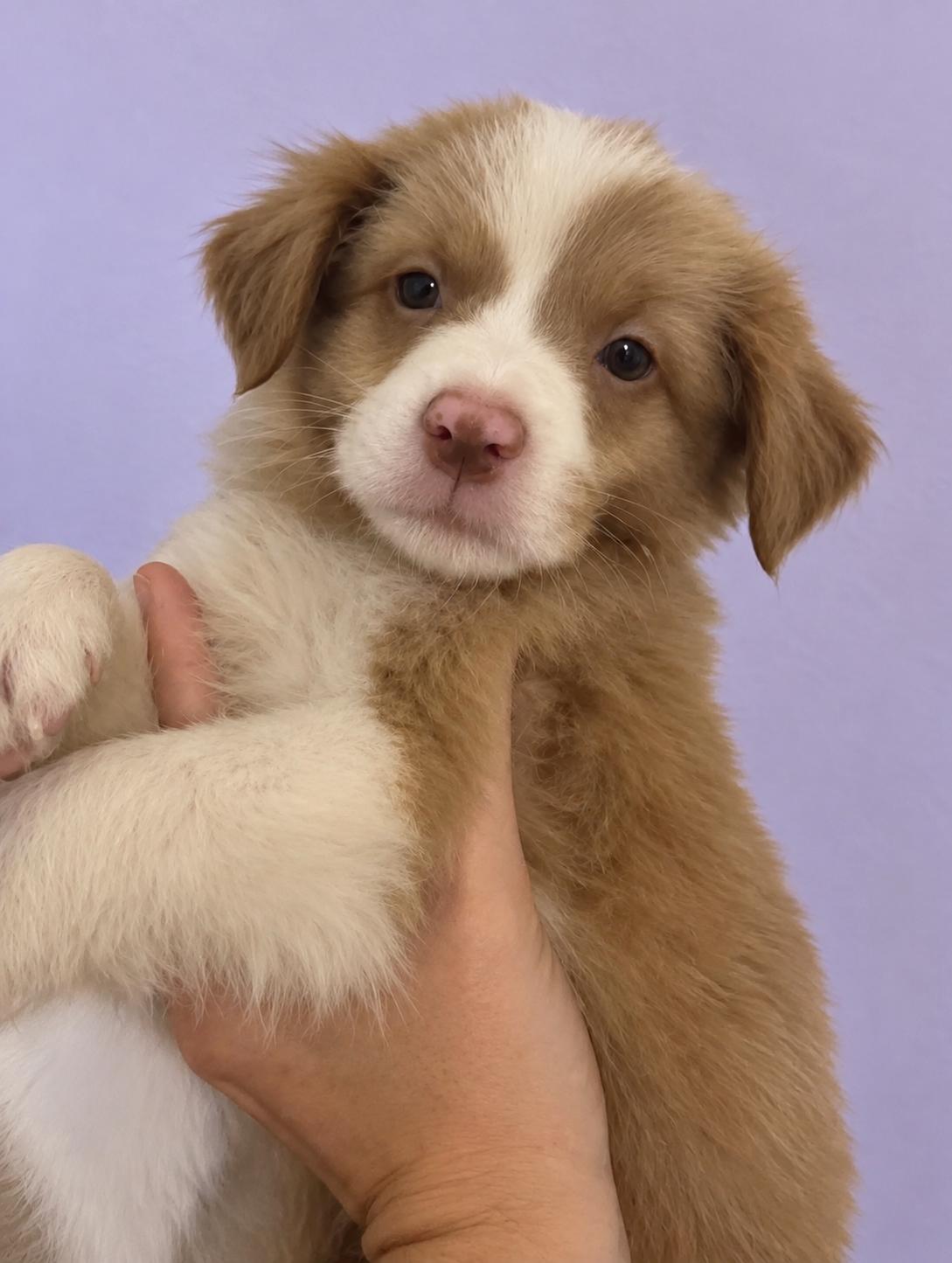 Banjo - Fluffy Perfection photo