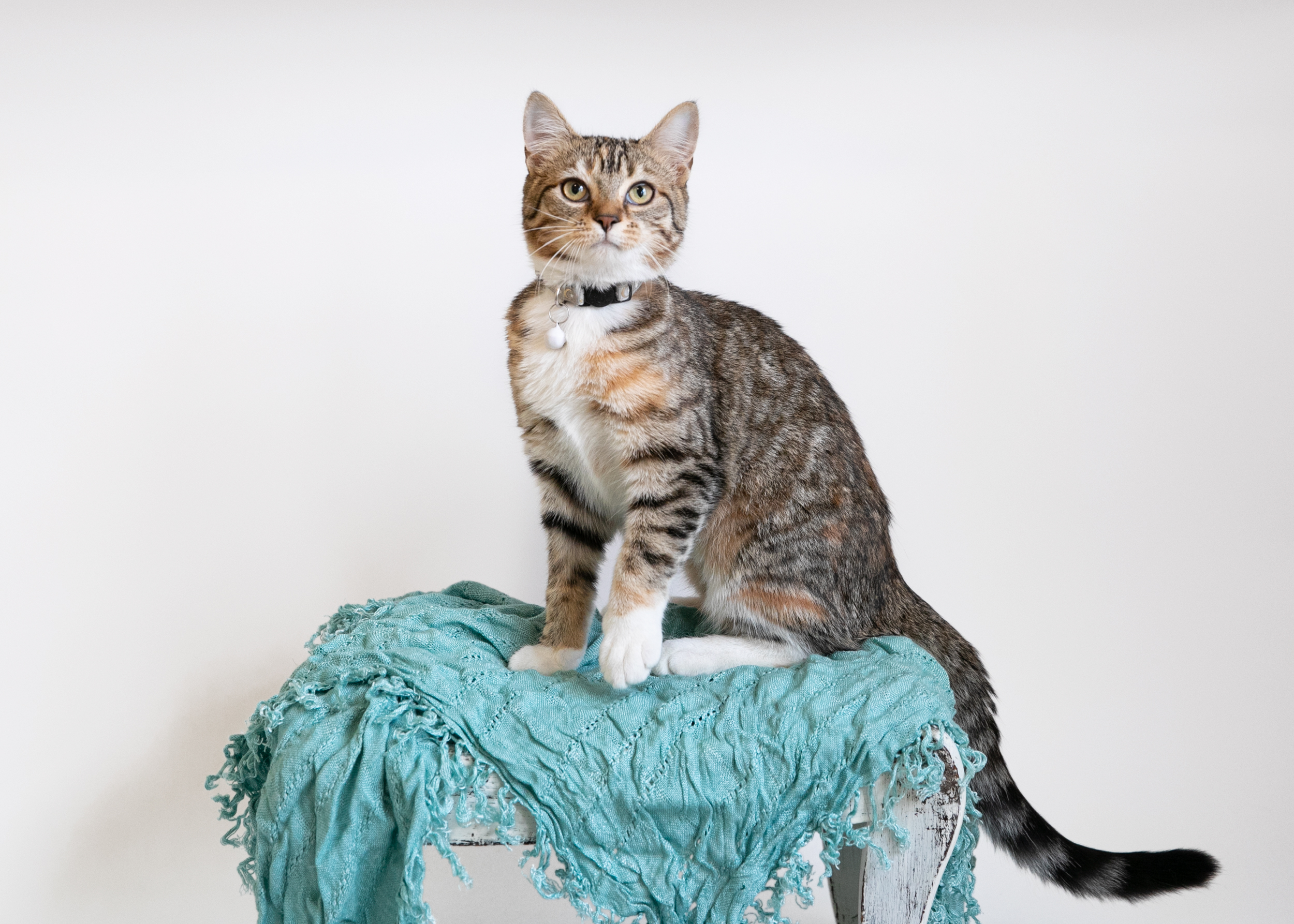 MARIE, a Adoptable Domestic Short Hair in Homewood, AL image 3/5
