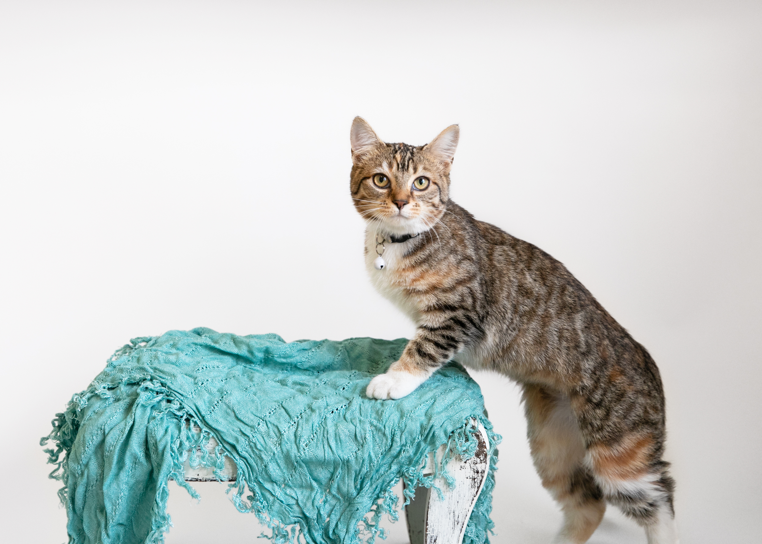 MARIE, a Adoptable Domestic Short Hair in Homewood, AL image 4/5