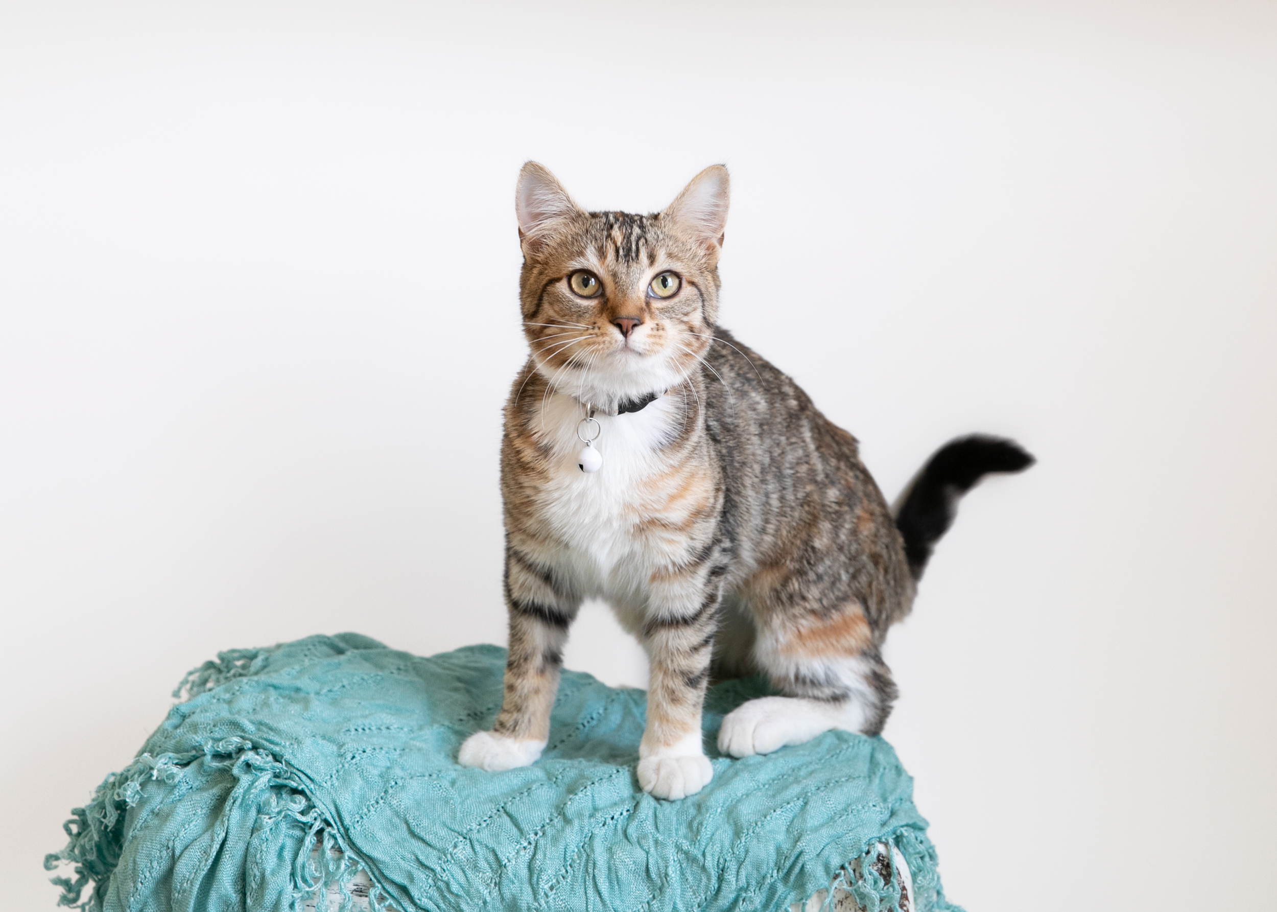 MARIE, a Adoptable Domestic Short Hair in Homewood, AL image 2/5