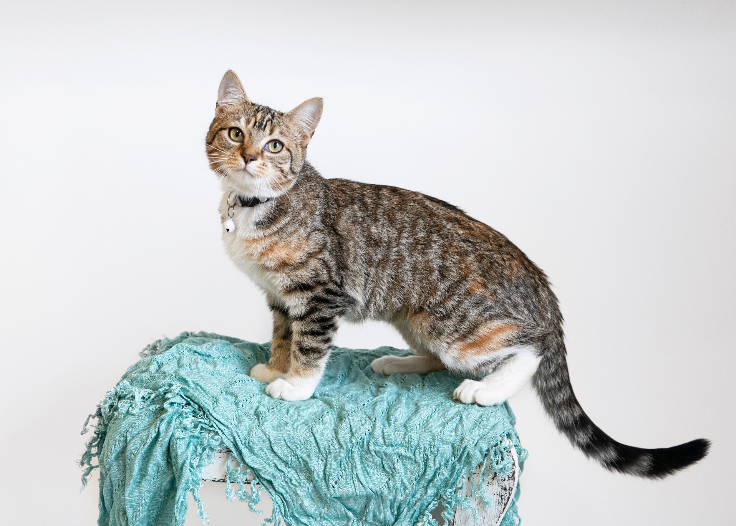 MARIE, a Adoptable Domestic Short Hair in Homewood, AL image 5/5