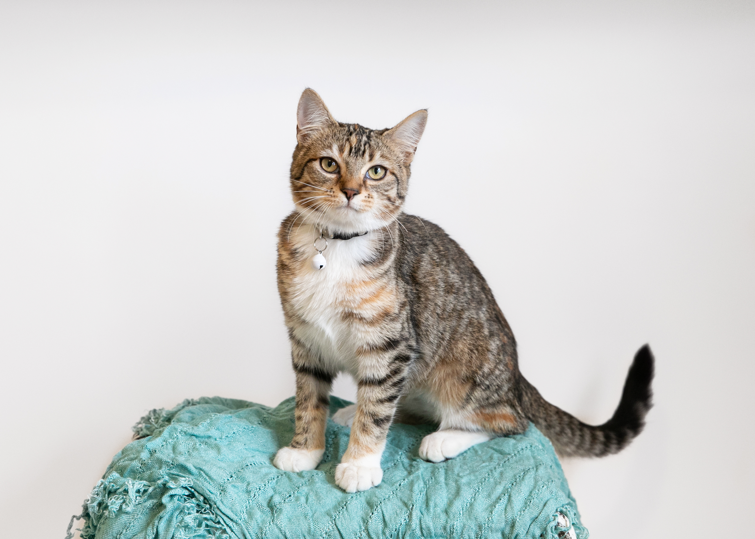 MARIE, a Adoptable Domestic Short Hair in Homewood, AL image 1/5