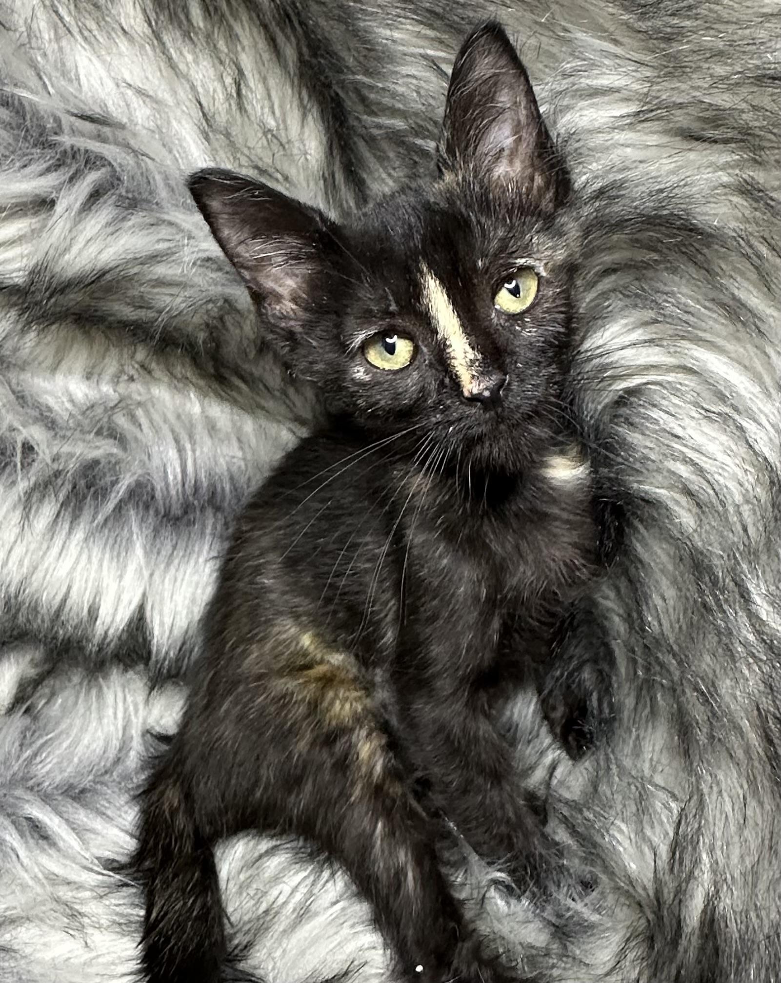 Enlarge Trucha, an adopted Tortoiseshell in Poway, CA image 1/1