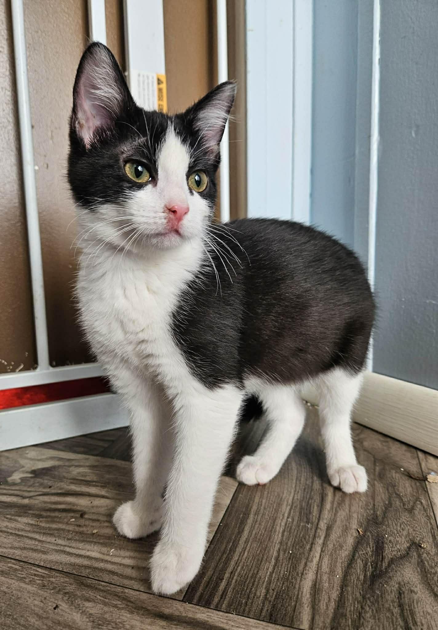 Ophelia, ADOPTABLE, Kitten Female Tuxedo.