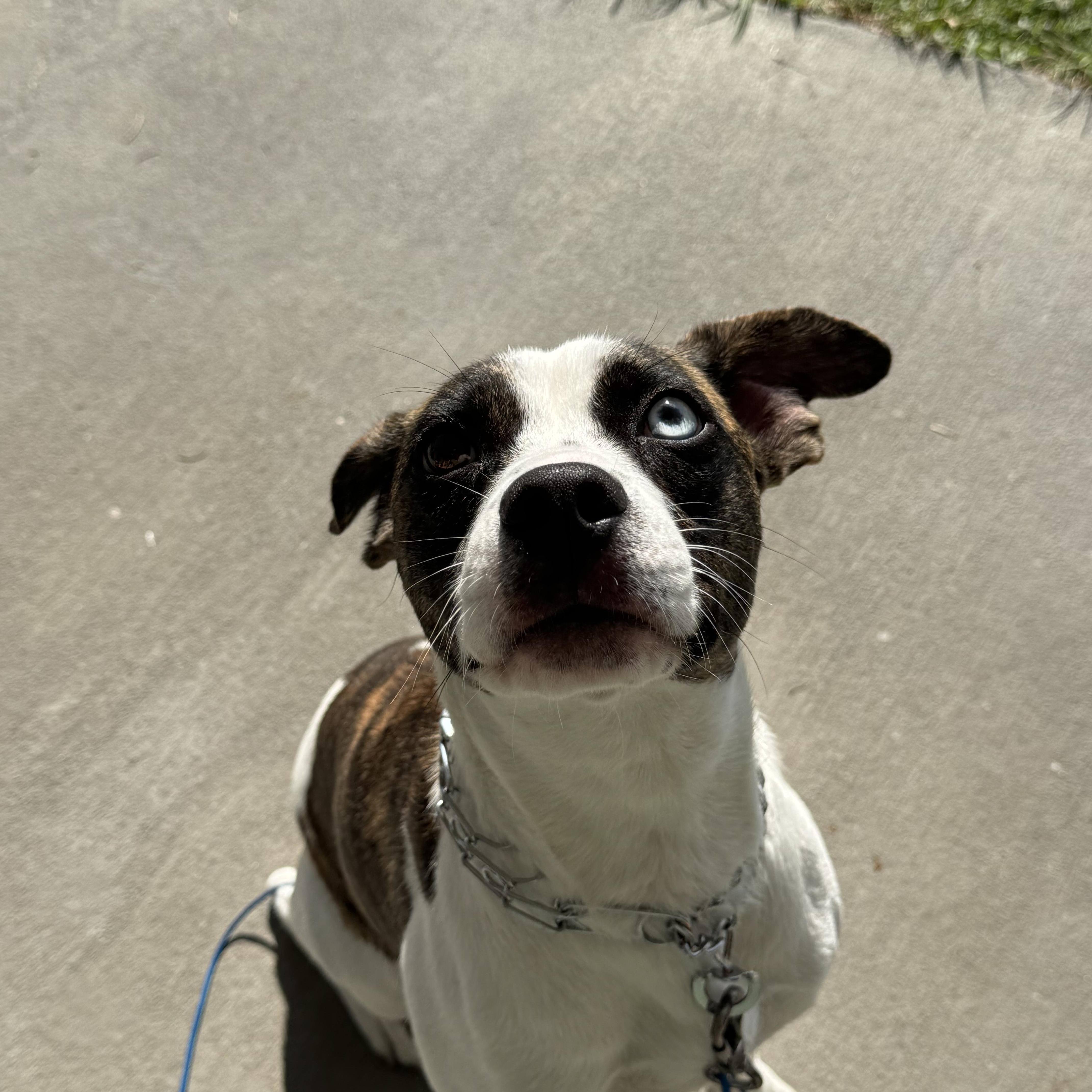 Lilly, ADOPTABLE, Young Female Beagle.