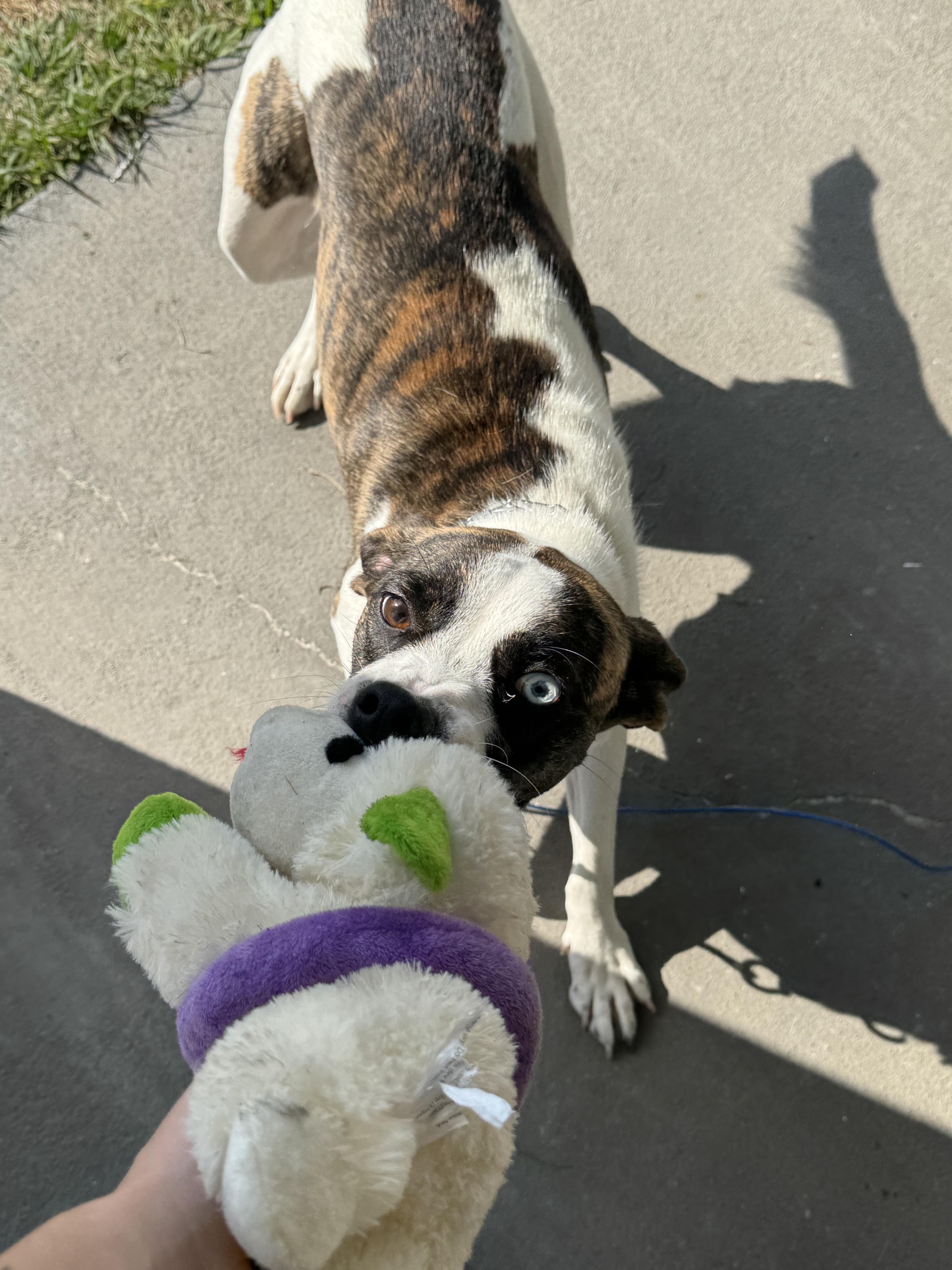 Enlarge Lilly, a ADOPTABLE mixed breed in New Smyrna Beach, FL image 2/3
