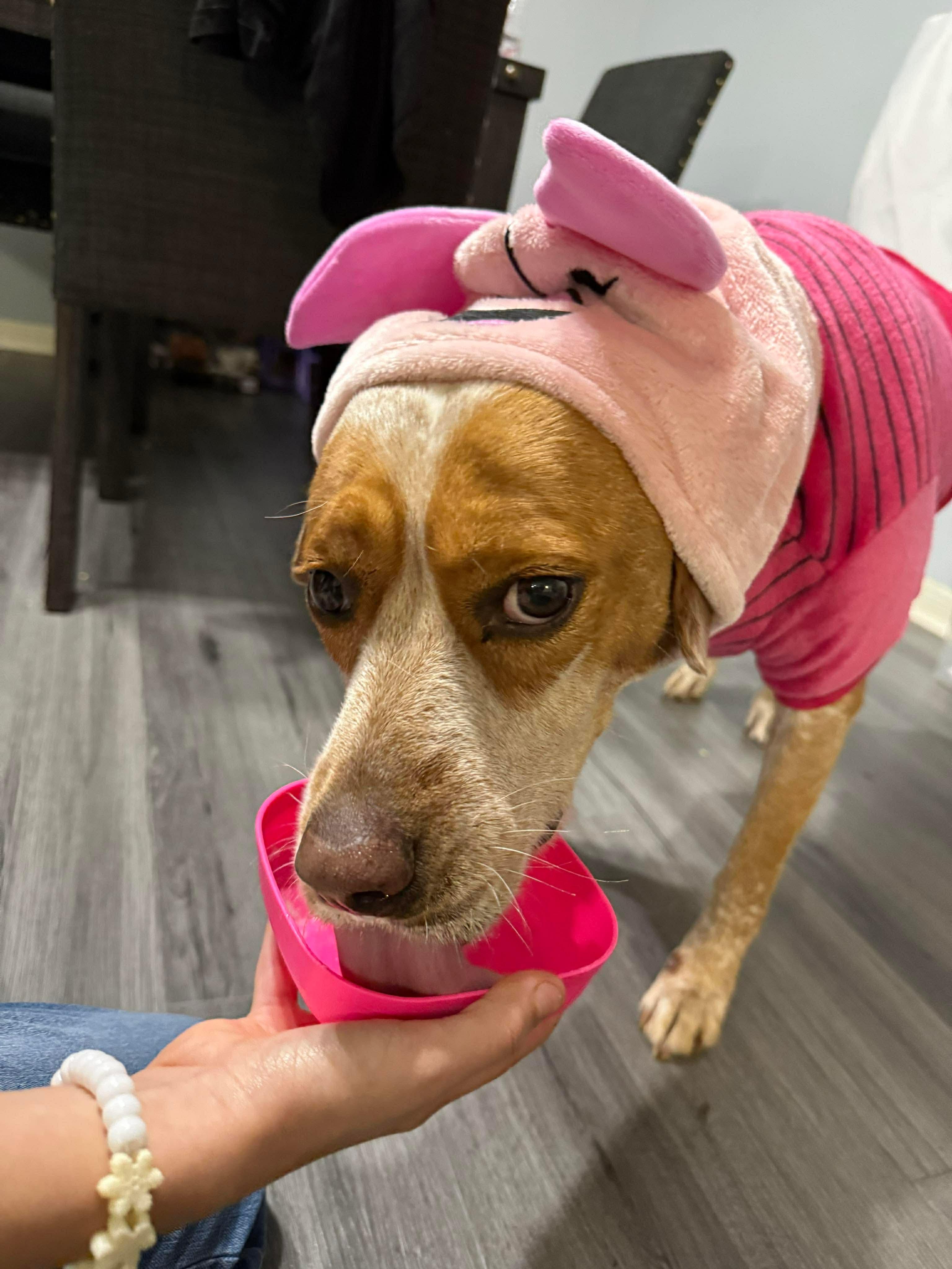 Nipsey, a Adoptable mixed breed in Dickinson, ND image 3/6