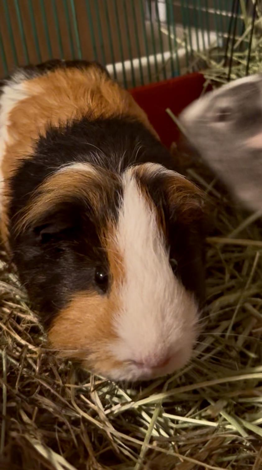 Enlarge Radar, a Adoptable Silkie / Sheltie in Salisbury Mills, NY image 5/5