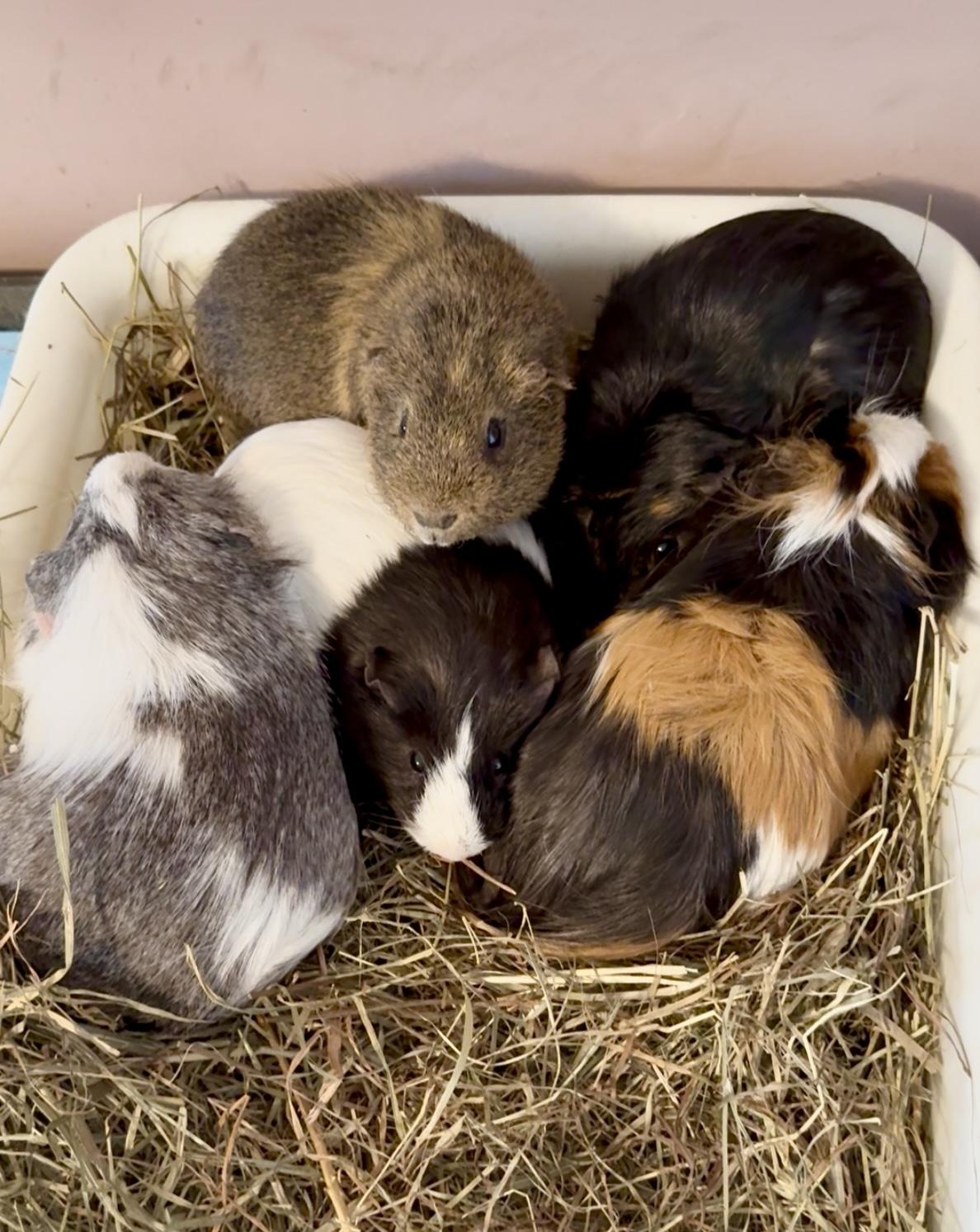 Enlarge Radar, a Adoptable Silkie / Sheltie in Salisbury Mills, NY image 4/5