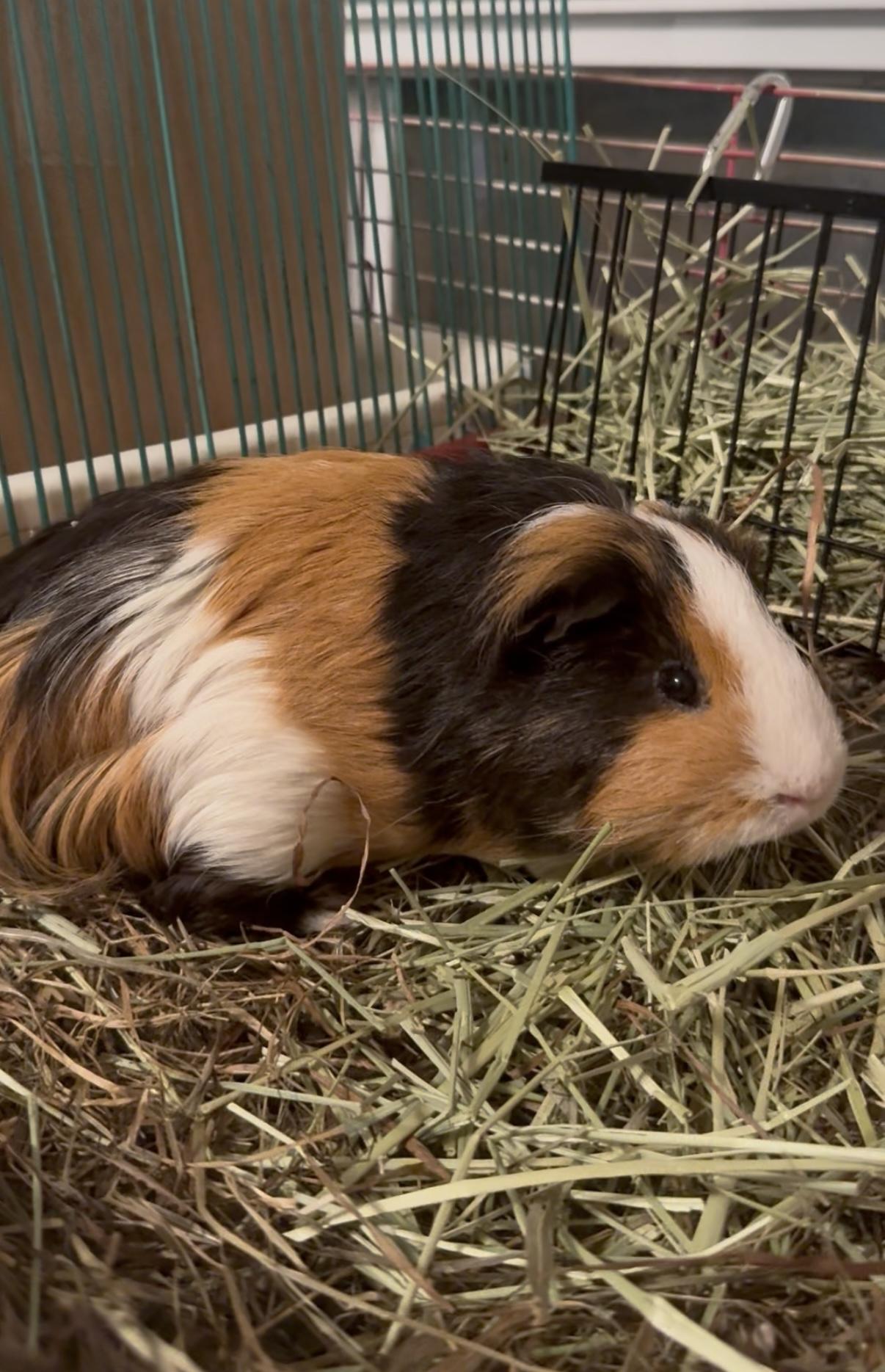 Enlarge Radar, a Adoptable Silkie / Sheltie in Salisbury Mills, NY image 3/5