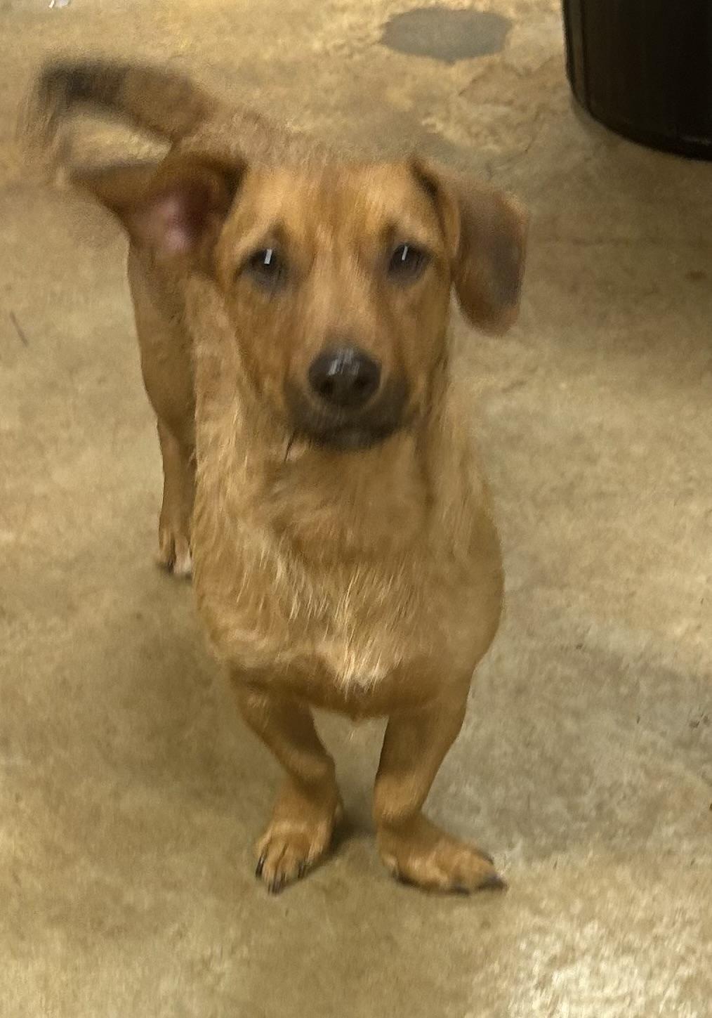 Schatzi, ADOPTABLE, Adult Female Dachshund & Wirehaired Terrier.