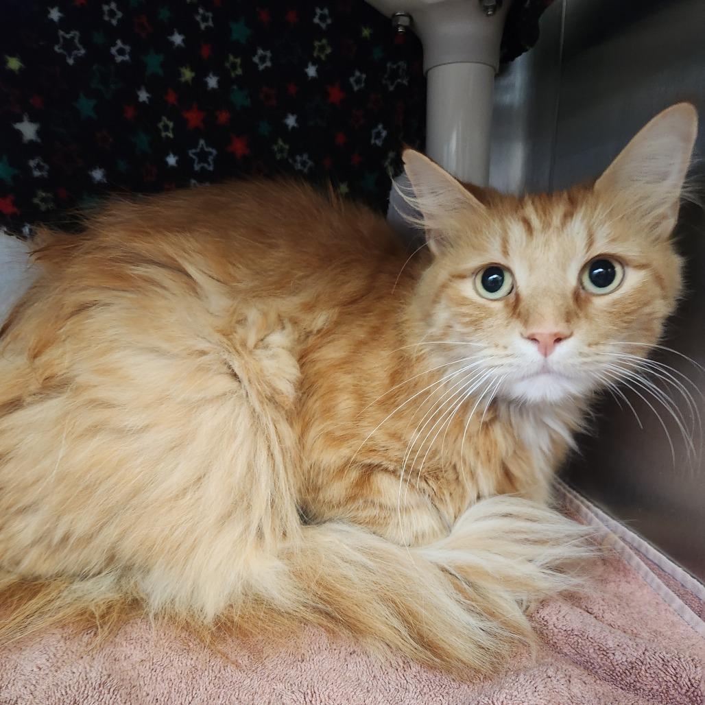 Maple, Adoptable, Adult Male Domestic Medium Hair & Mixed Breed.