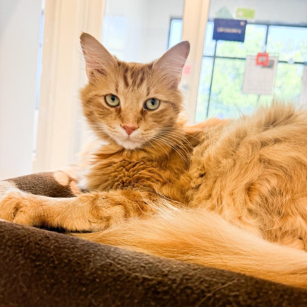 Enlarge Maple, a Adoptable mixed breed in Fort Wayne, IN image 2/3