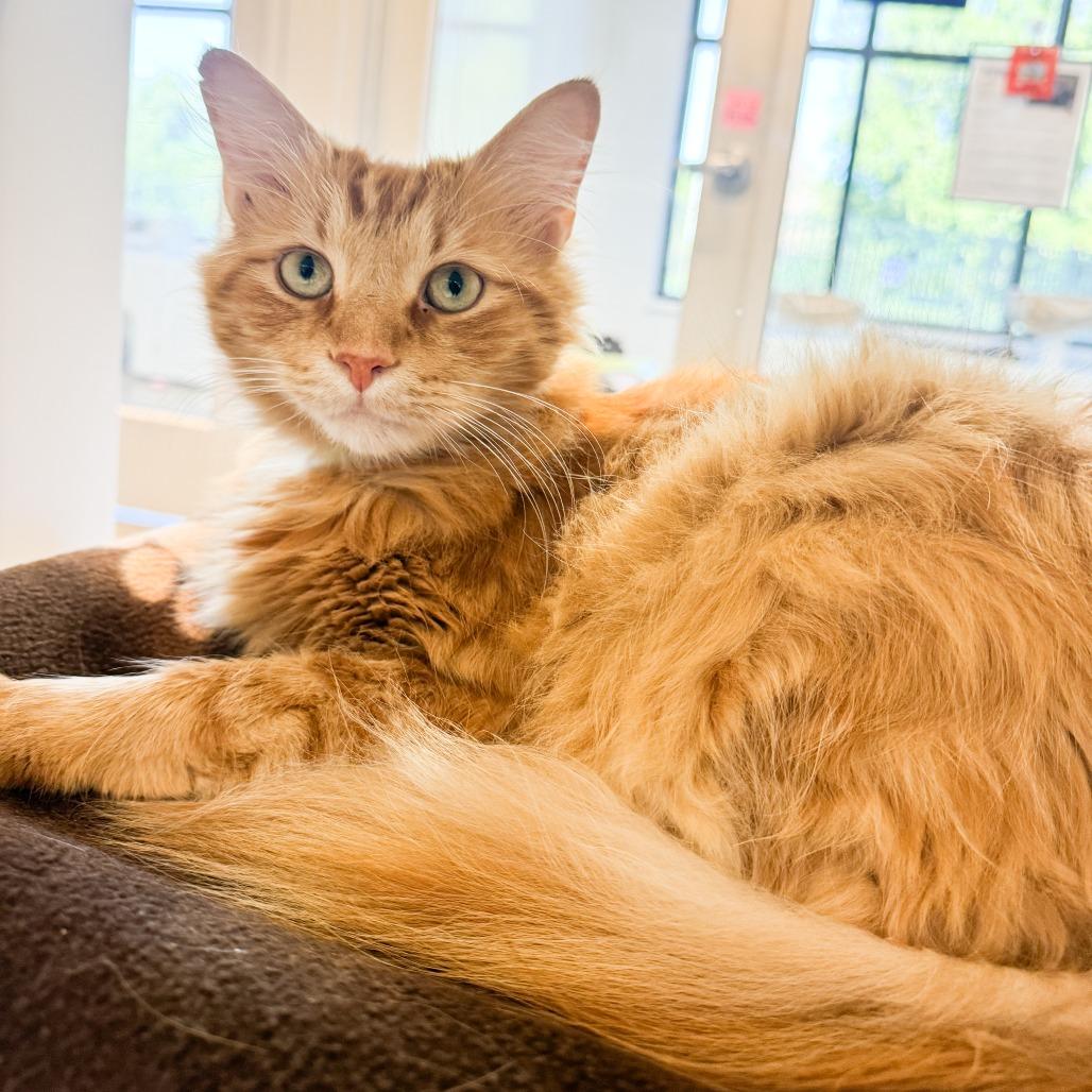 Enlarge Maple, a Adoptable mixed breed in Fort Wayne, IN image 3/3