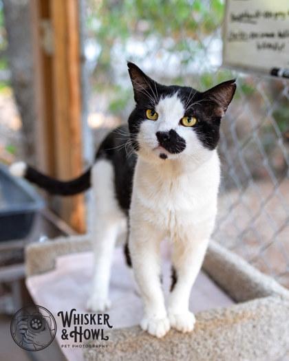 Pinot Grigio, Adoptable, Adult Male Domestic Short Hair & Domestic Short Hair.