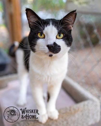 Enlarge Pinot Grigio, a Adoptable Domestic Short Hair in El Dorado Hills, CA image 2/3