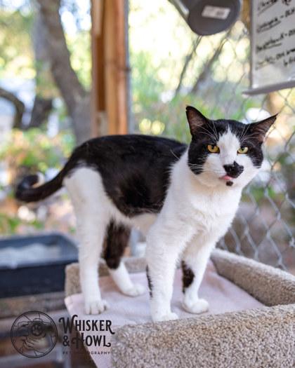 Enlarge Pinot Grigio, a Adoptable Domestic Short Hair in El Dorado Hills, CA image 3/3