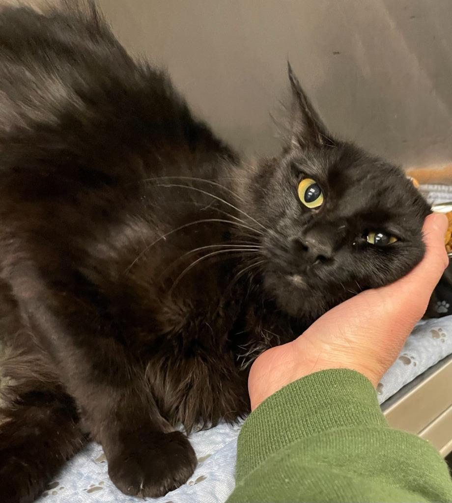 Harmony, Adoptable, Young Male Domestic Long Hair.