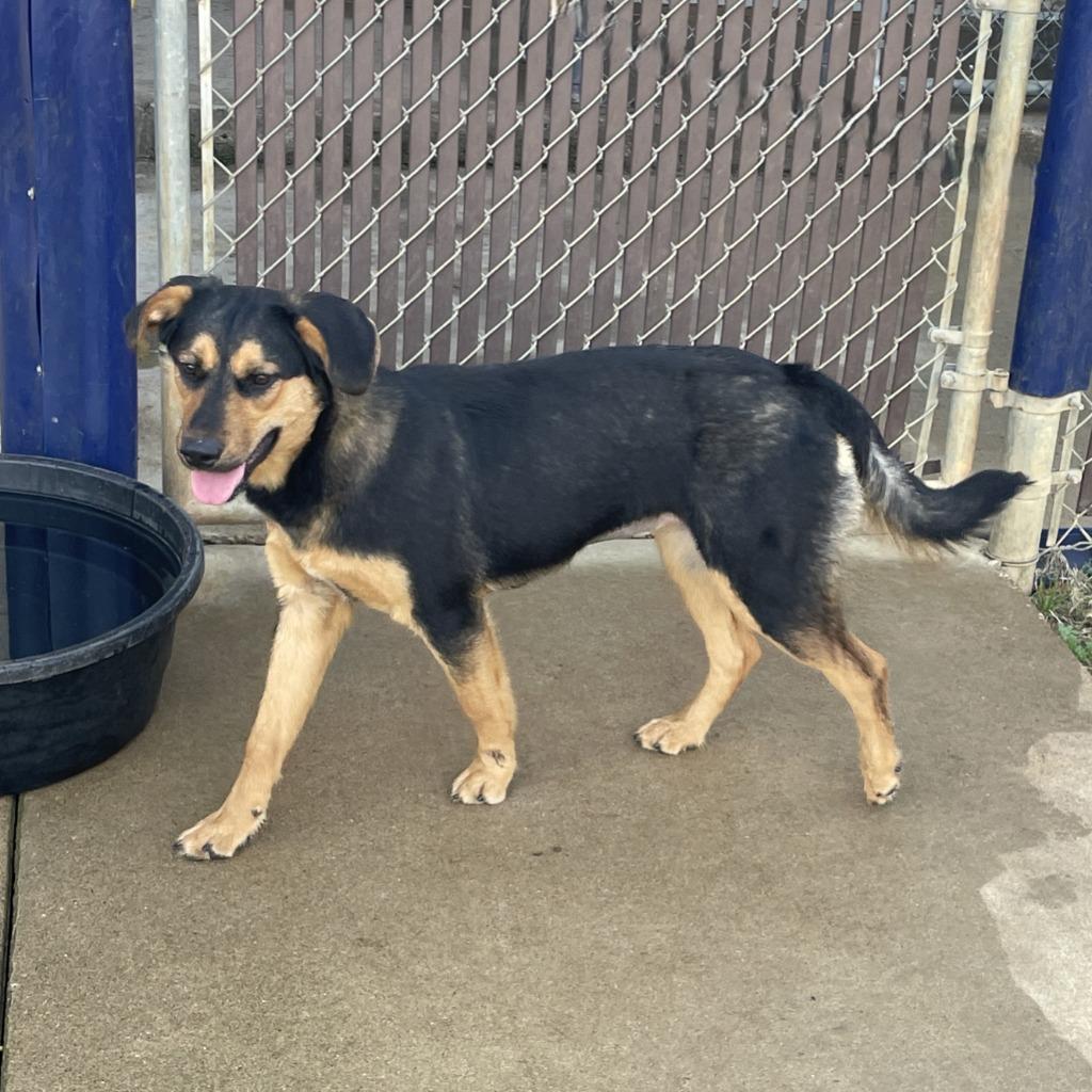 Enlarge Shilo, a Adoptable Black Mouth Cur in Brenham, TX image 4/6