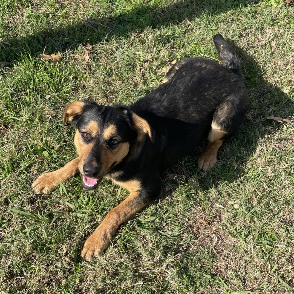 Enlarge Shilo, a Adoptable Black Mouth Cur in Brenham, TX image 2/6
