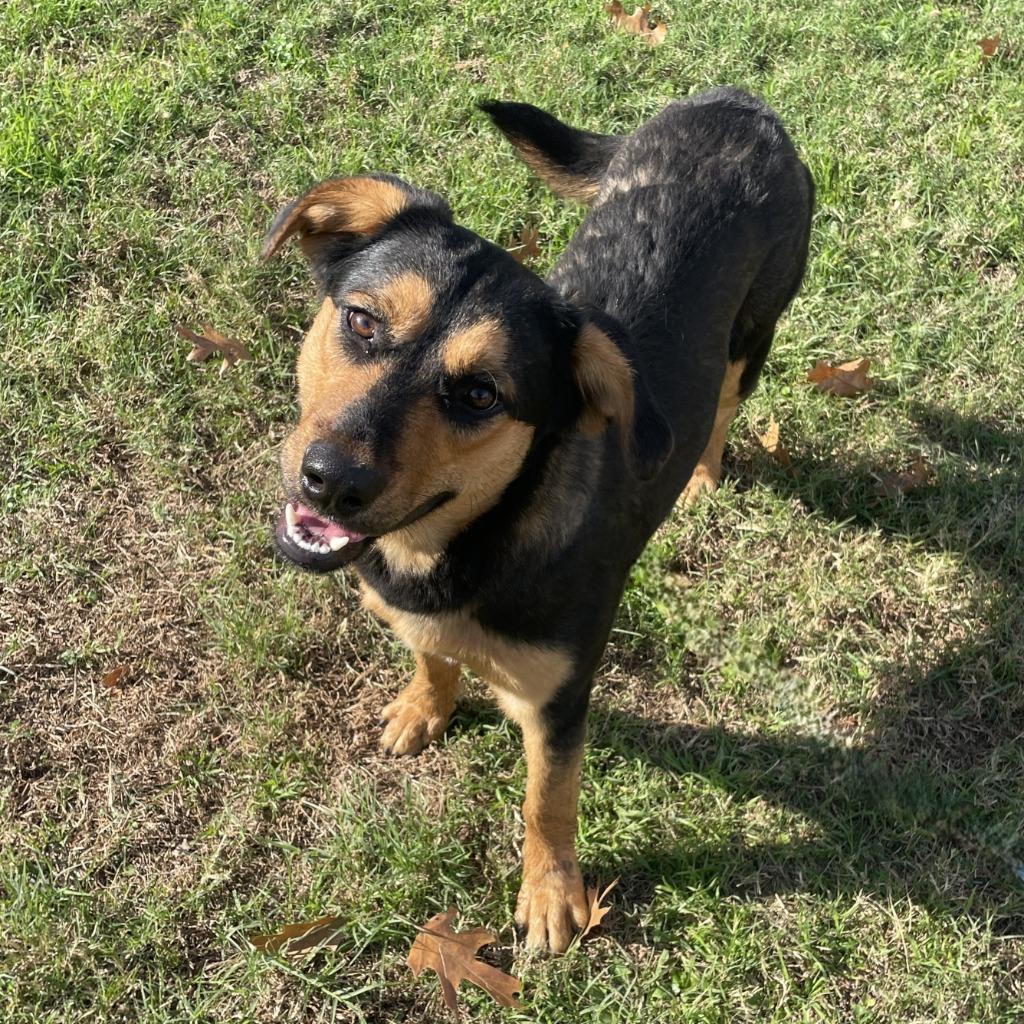 Enlarge Shilo, a Adoptable Black Mouth Cur in Brenham, TX image 3/6