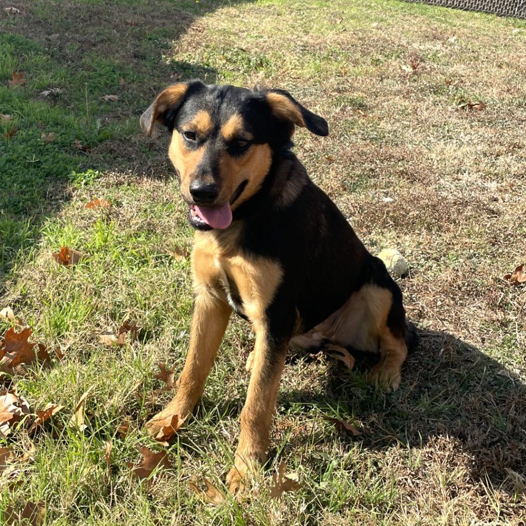 Enlarge Shilo, a Adoptable Black Mouth Cur in Brenham, TX image 5/6