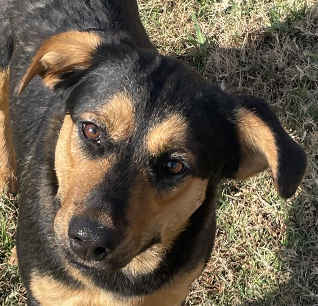 Enlarge Shilo, a Adoptable Black Mouth Cur in Brenham, TX image 1/6