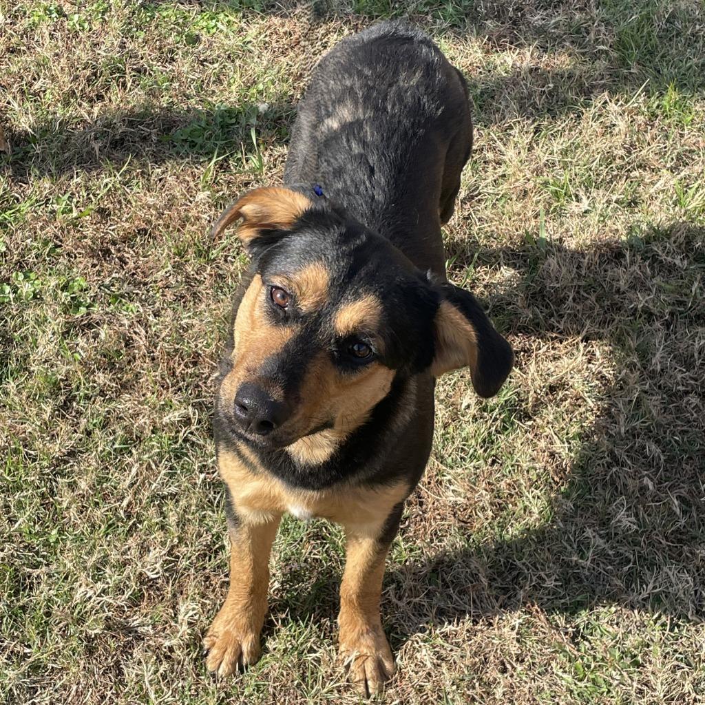 Enlarge Shilo, a Adoptable Black Mouth Cur in Brenham, TX image 6/6