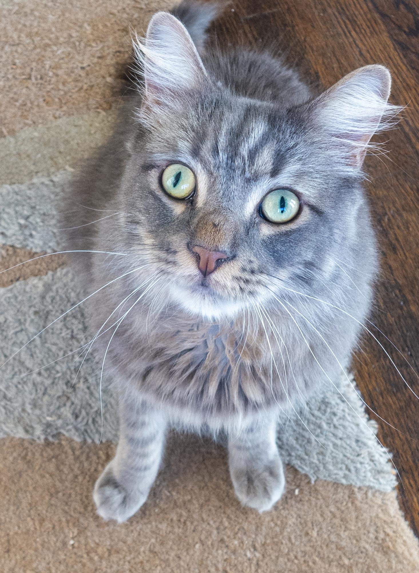 Enlarge Drex, an adopted Domestic Medium Hair in Los Angeles, CA image 4/6