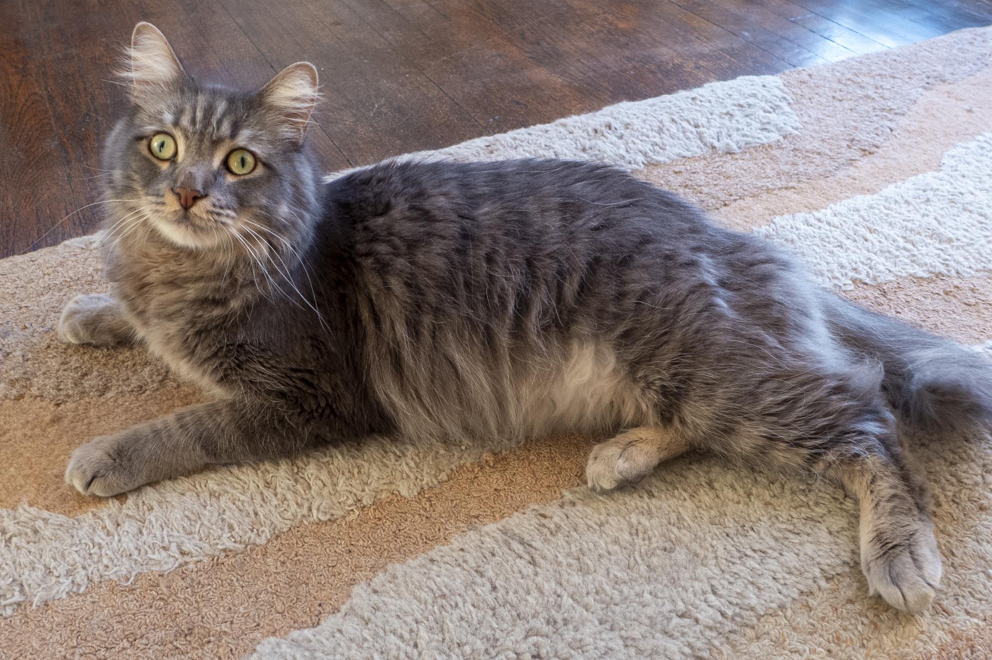 Enlarge Drex, an adopted Domestic Medium Hair in Los Angeles, CA image 2/6