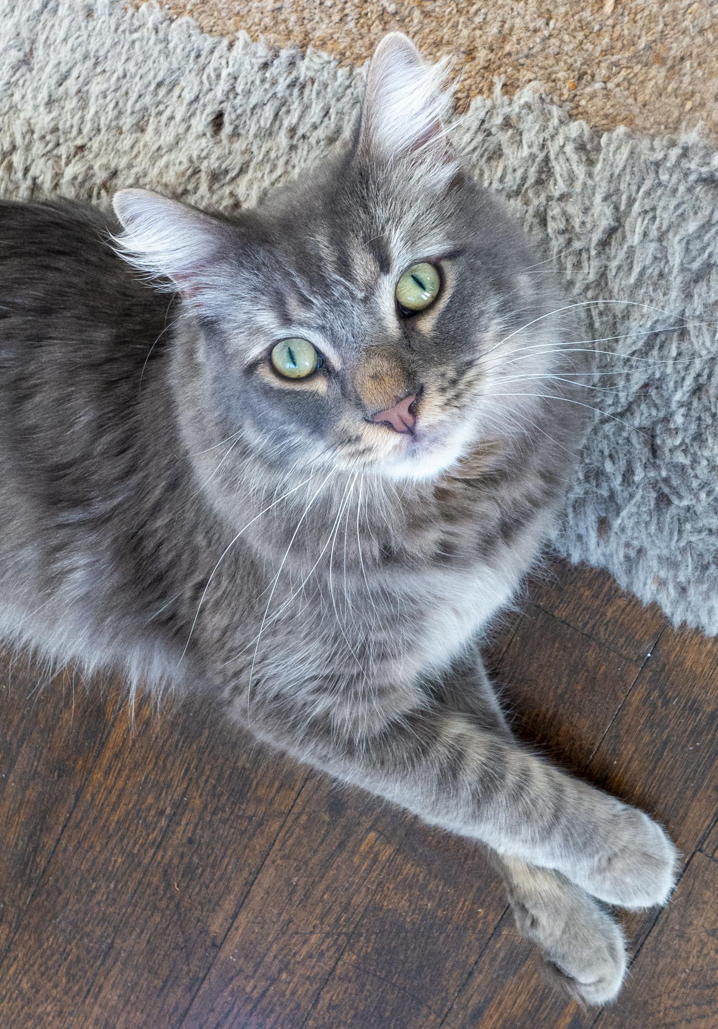 Enlarge Drex, an adopted Domestic Medium Hair in Los Angeles, CA image 1/6