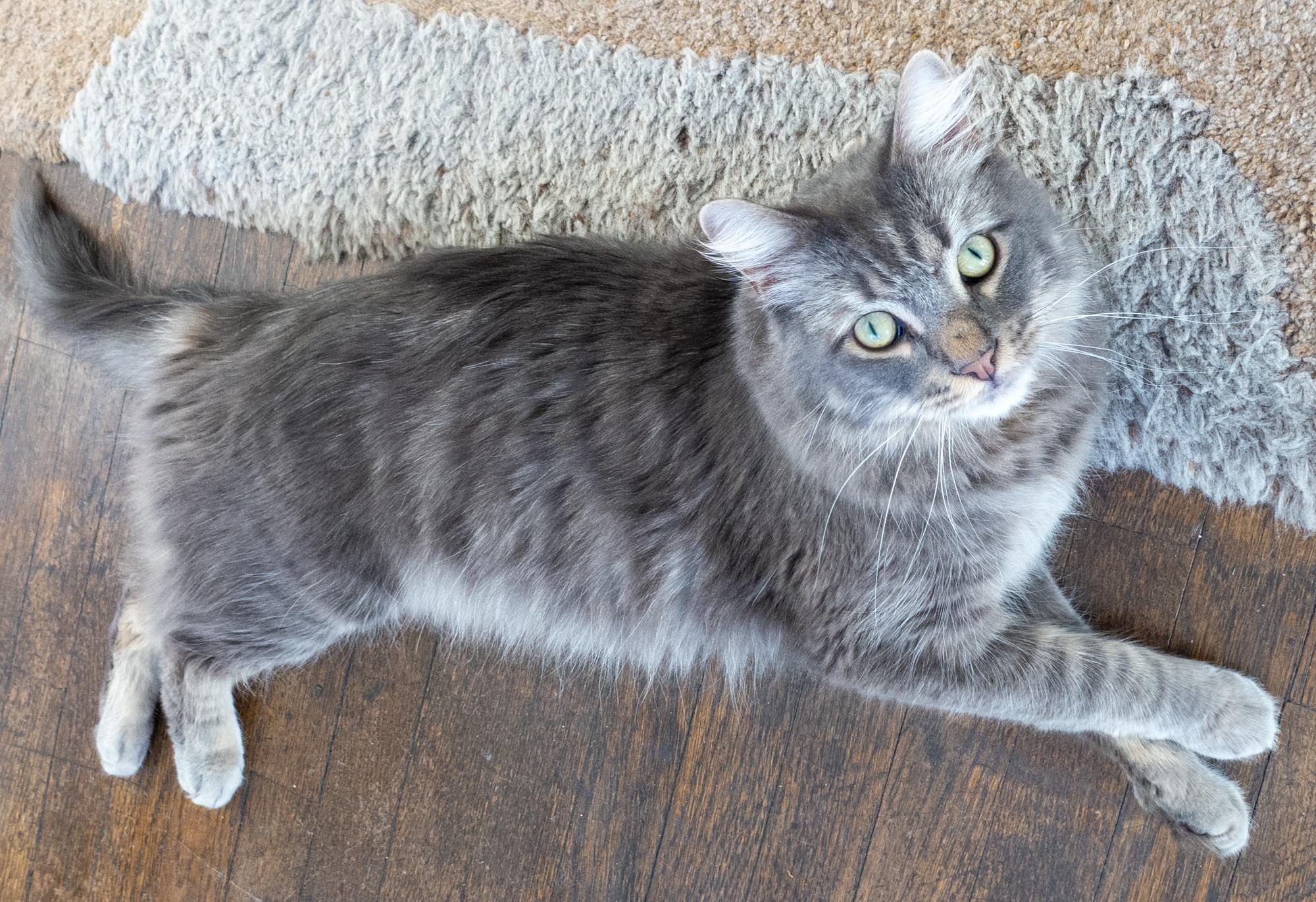 Enlarge Drex, an adopted Domestic Medium Hair in Los Angeles, CA image 5/6