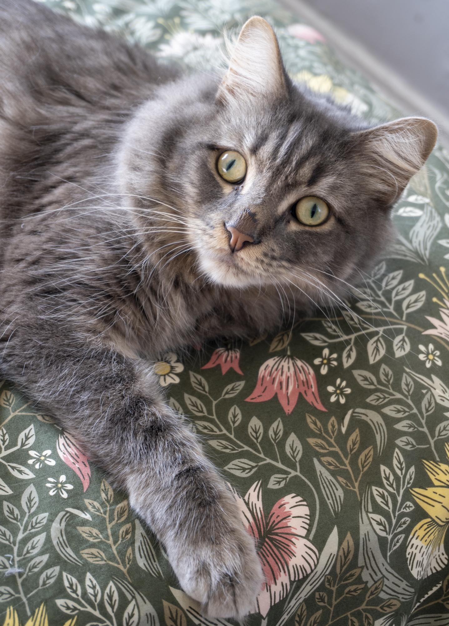 Enlarge Drex, an adopted Domestic Medium Hair in Los Angeles, CA image 6/6
