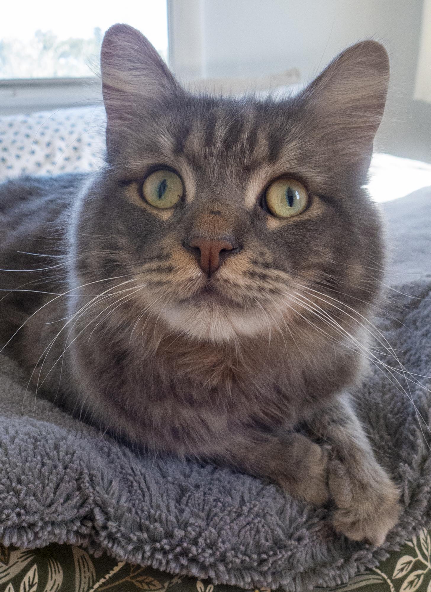 Enlarge Drex, an adopted Domestic Medium Hair in Los Angeles, CA image 3/6