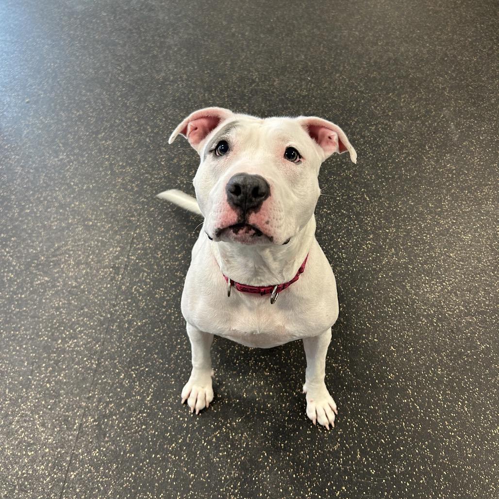 Baby, Adoptable, Adult Female Terrier.