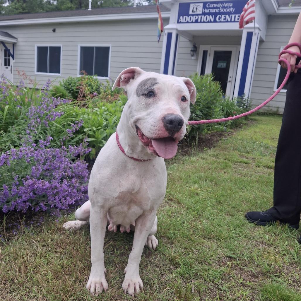 Baby, a Adoptable Terrier in Conway, NH image 1/6