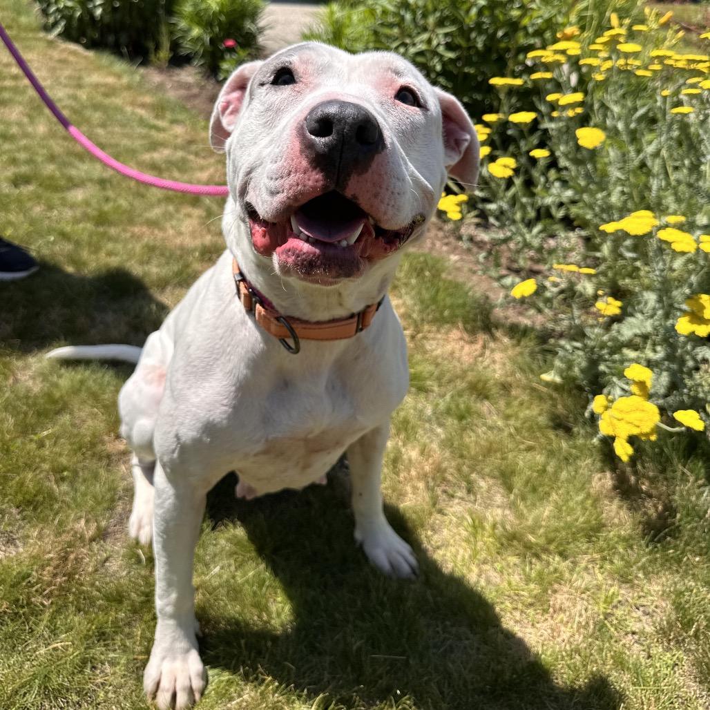 Baby, a Adoptable Terrier in Conway, NH image 2/6