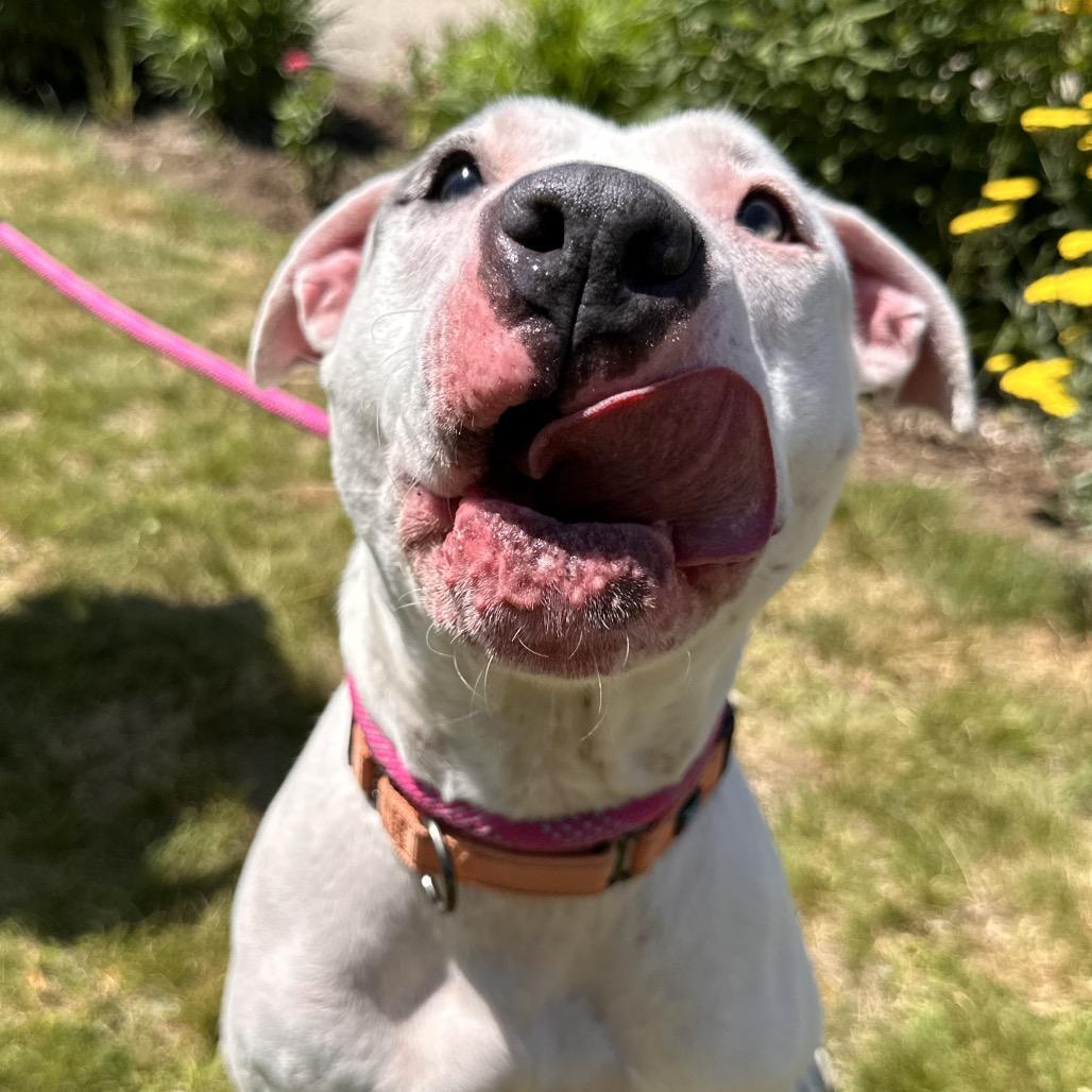 Baby, a Adoptable Terrier in Conway, NH image 3/6