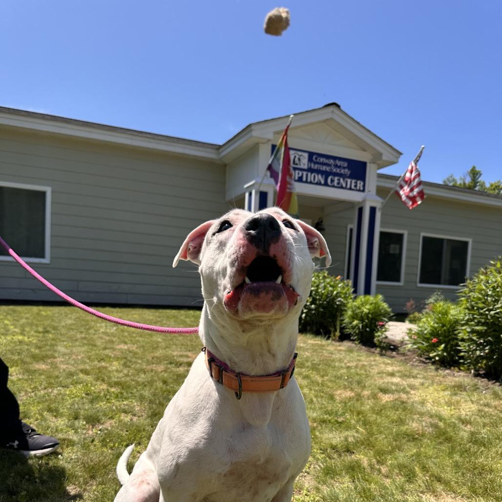 Baby, a Adoptable Terrier in Conway, NH image 4/6