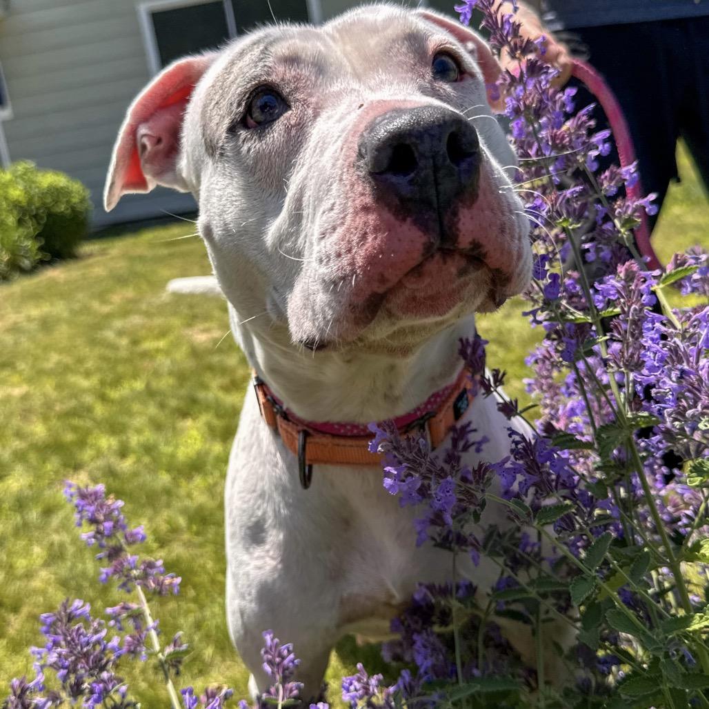 Baby, a Adoptable Terrier in Conway, NH image 5/6