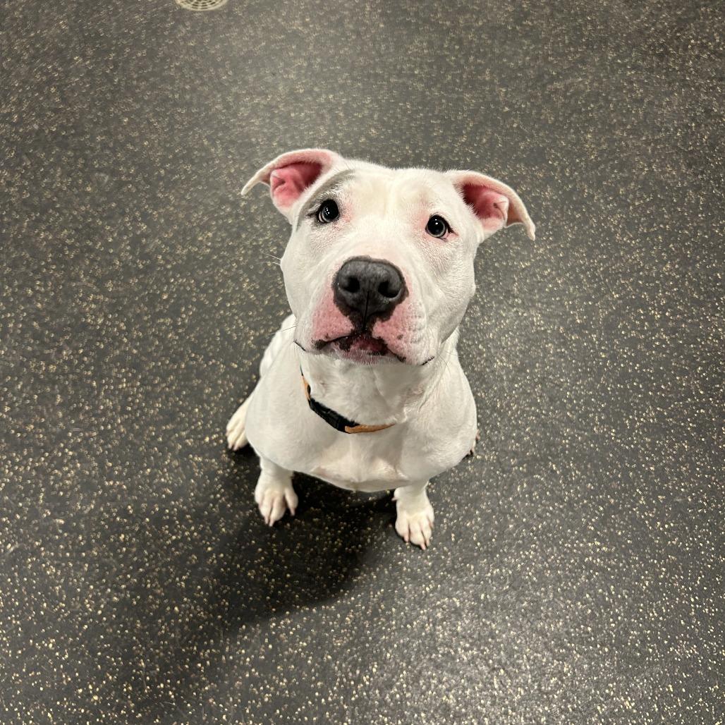 Baby, a Adoptable Terrier in Conway, NH image 6/6